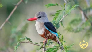 Grey headed king fisher